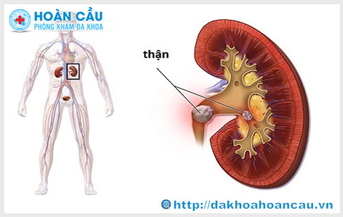 Siêu âm thận ở đâu Tphcm