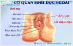 Khám phá âm hộ nữ giới
